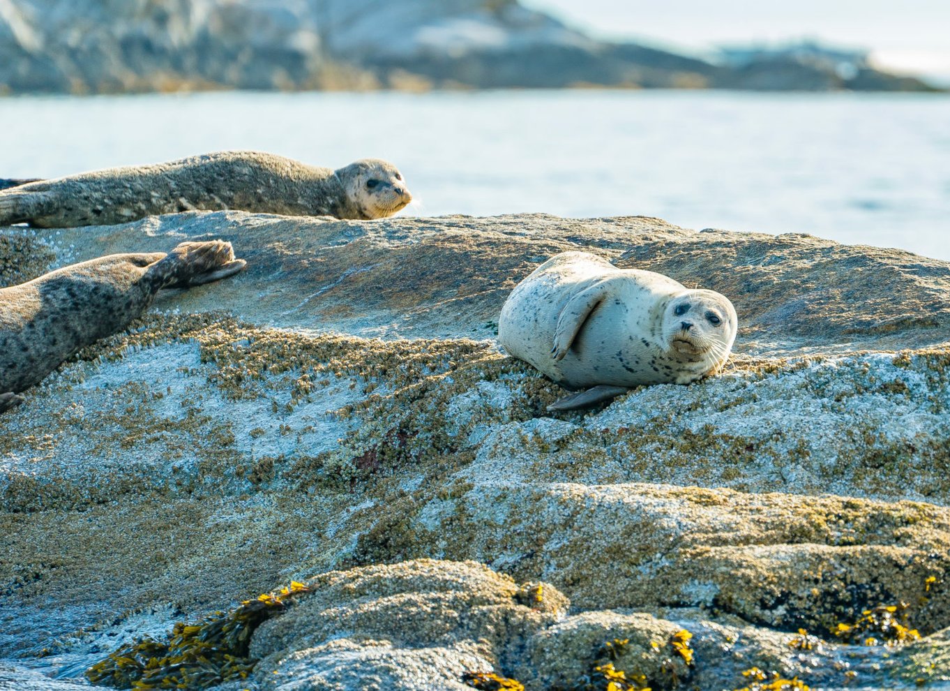 Vancouver: By og Seal Boat Tour