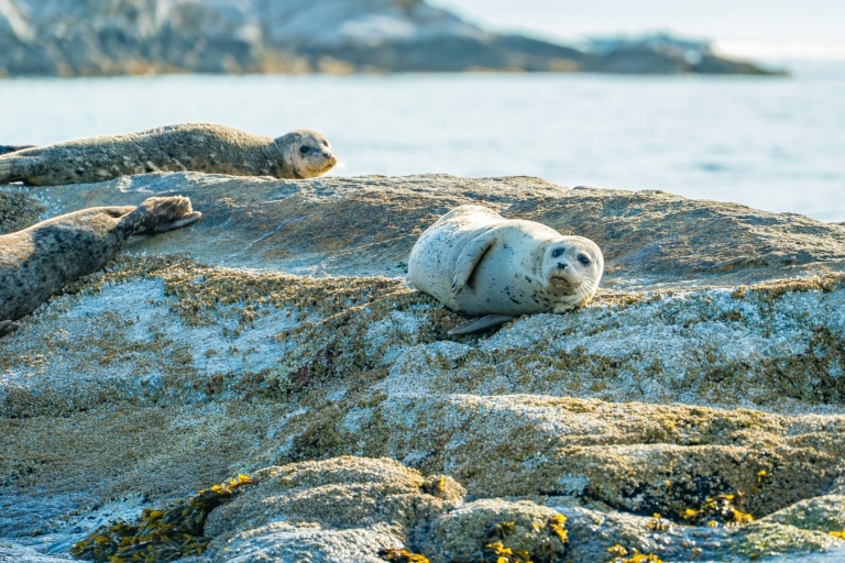 Vancouver: rondvaart door de stad en zeehondenRondleiding door kleine groepen