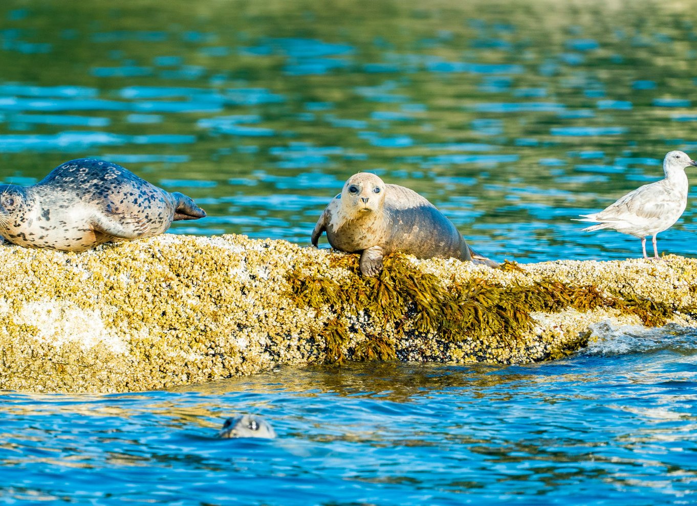 Vancouver: By og Seal Boat Tour