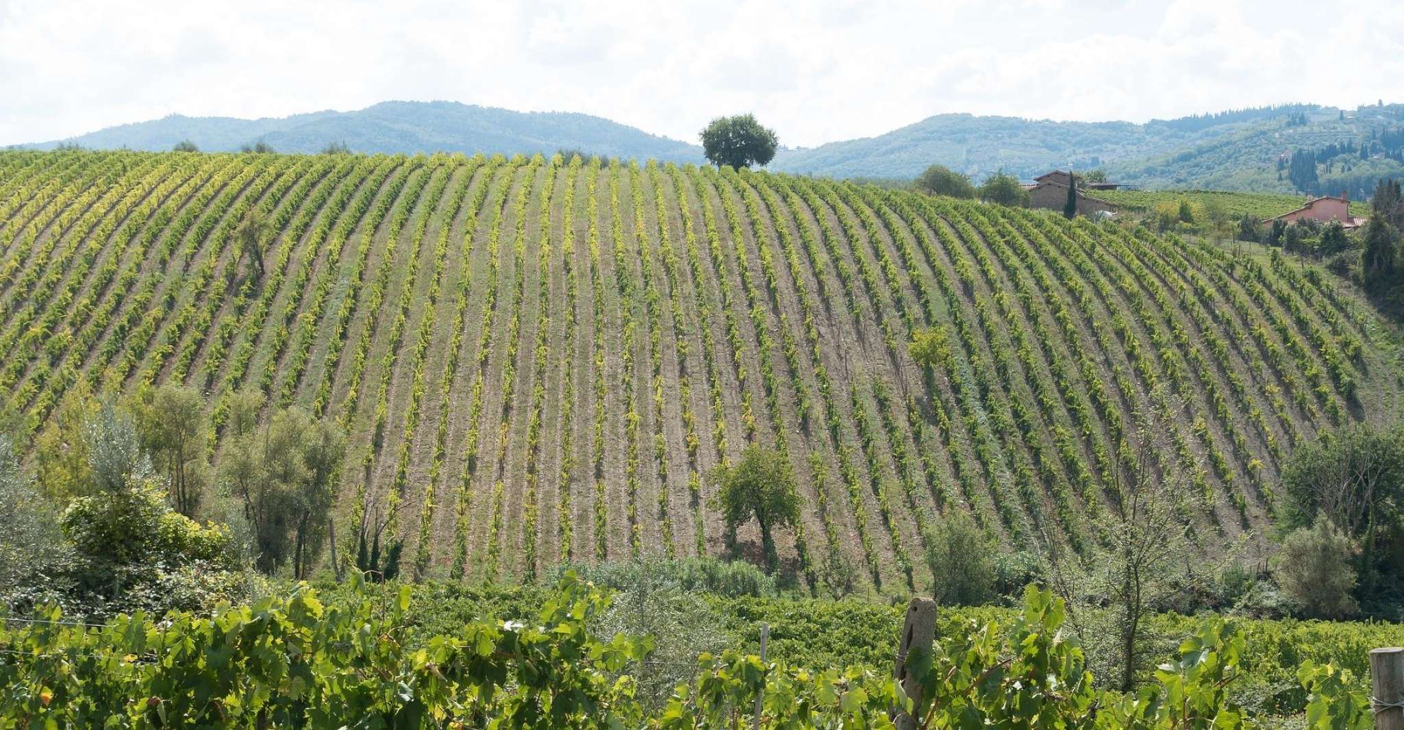 San Gimignano, Chianti wine tasting experience - Housity