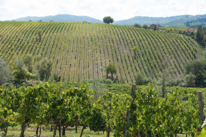 San Gimignano: Chianti wine tasting experience | GetYourGuide