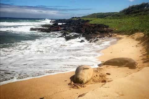 Kauai: Private Wildlife, Beach Hike with Snorkel Option