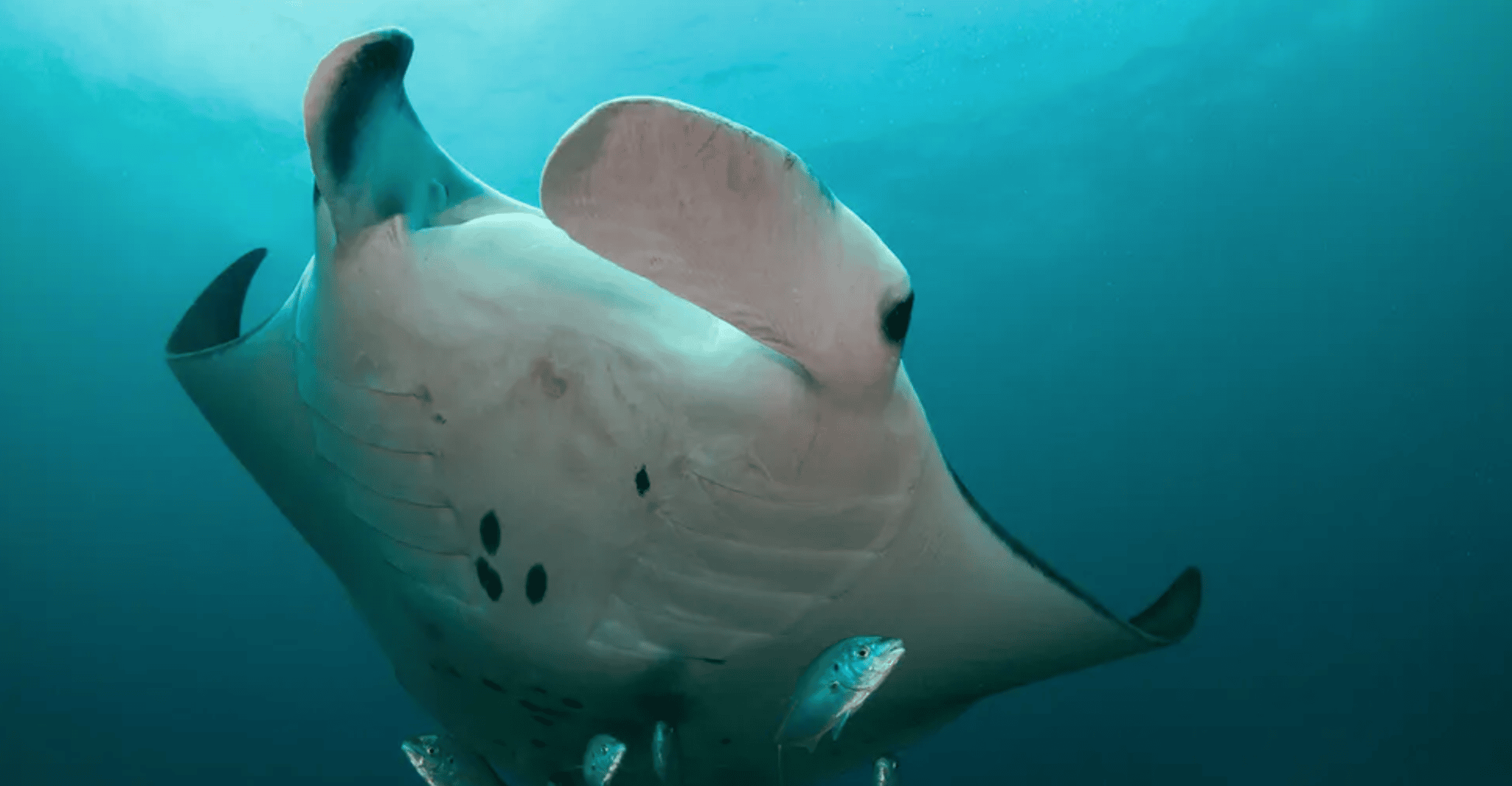 Byron Bay: Nguthungulli Julian Rocks Snorkeling Tour photo 2