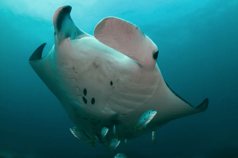 Byron Bay: Nguthungulli Julian Rocks Snorkeling Tour