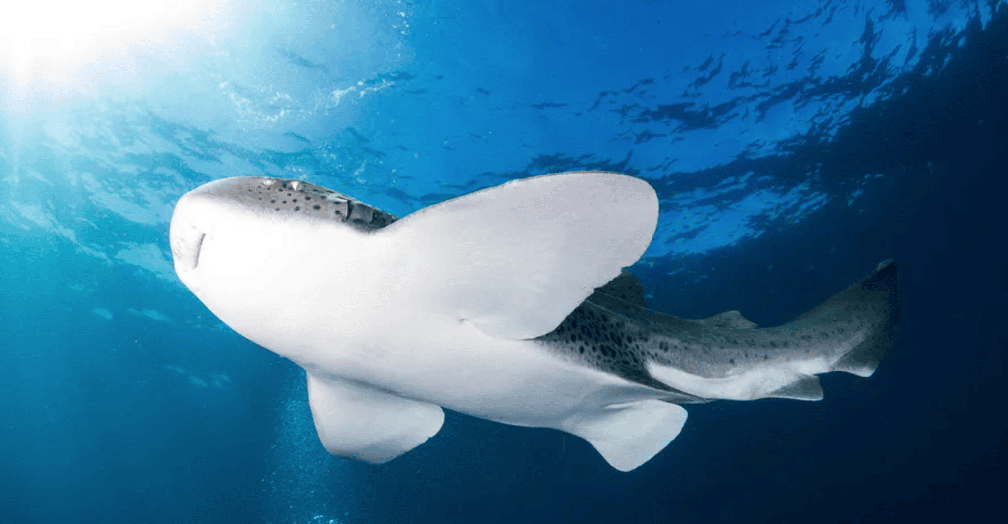 Byron Bay: Nguthungulli Julian Rocks Snorkeling Tour photo 4