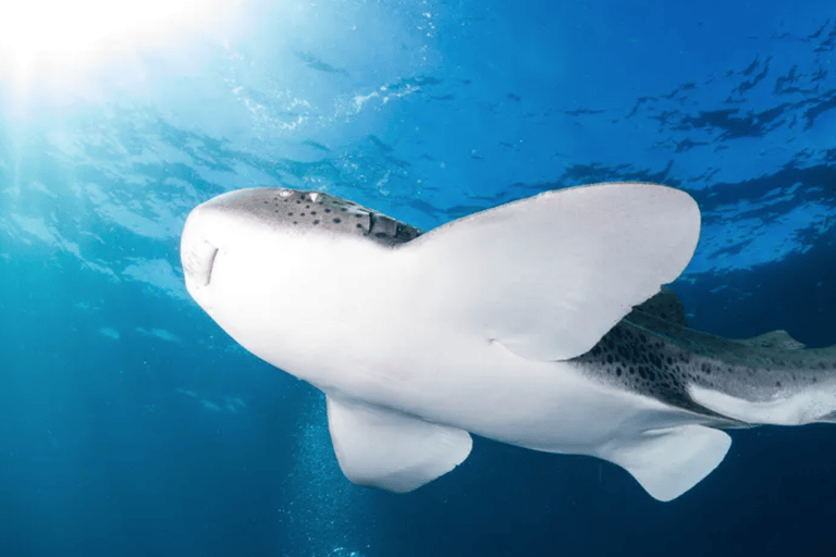 Byron Bay: Nguthungulli Julian Rocks Snorkeling Tour