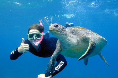 Byron Bay: passeio de mergulho com snorkel nas tartarugas marinhas na reserva de Julian Rocks