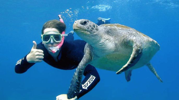 byron bay sea turtle snorkel tour in julian rocks reserve