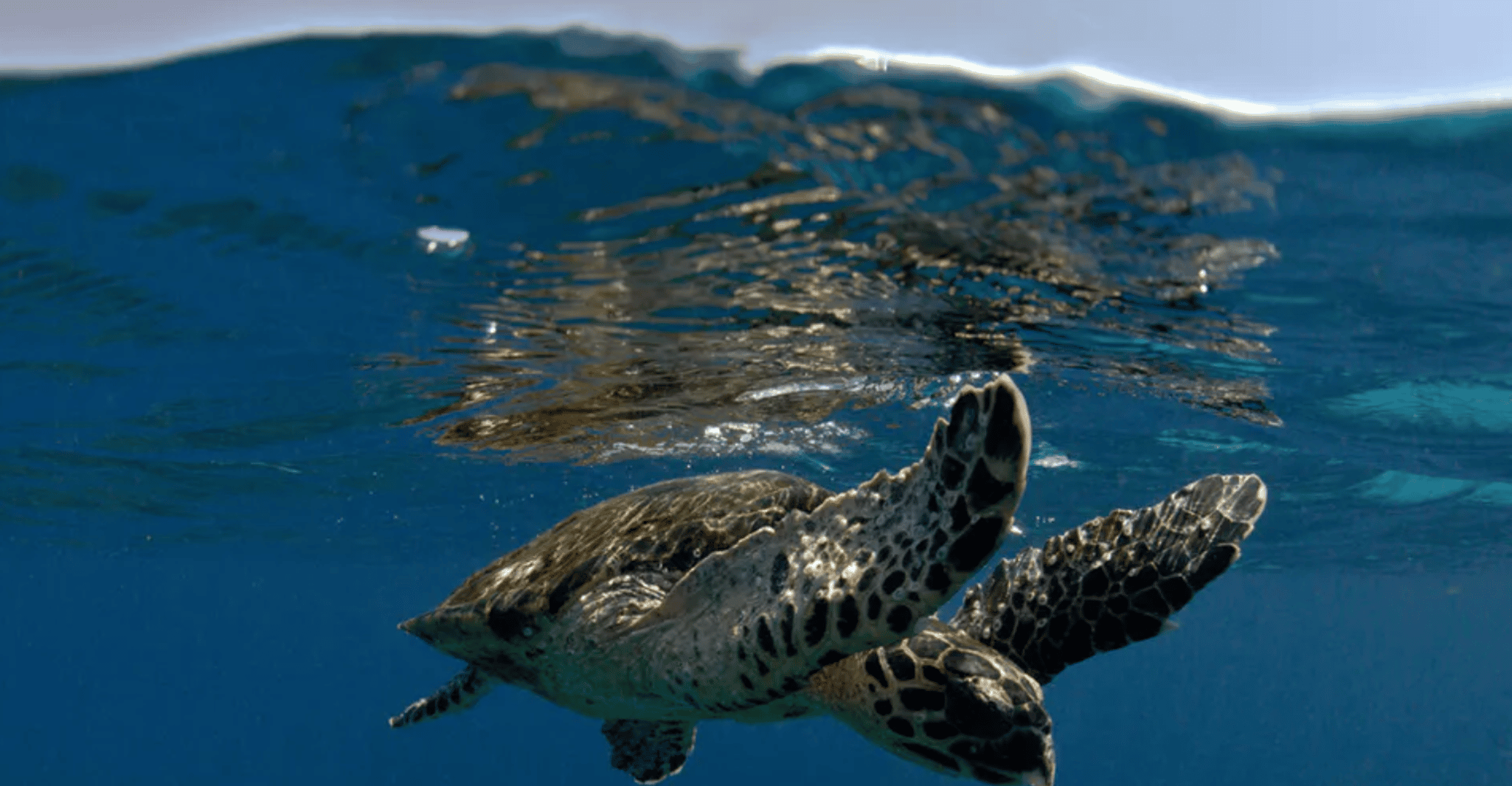 Byron Bay: Nguthungulli Julian Rocks Snorkeling Tour photo 3