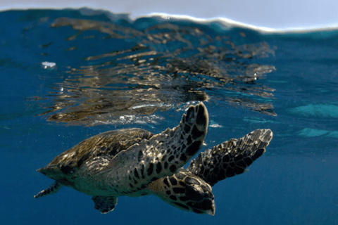 Byron Bay: Nguthungulli Julian Rocks Snorkeling Tour