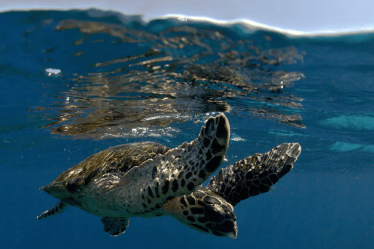 Byron Bay: Nguthungulli Julian Rocks Snorkeling Tour