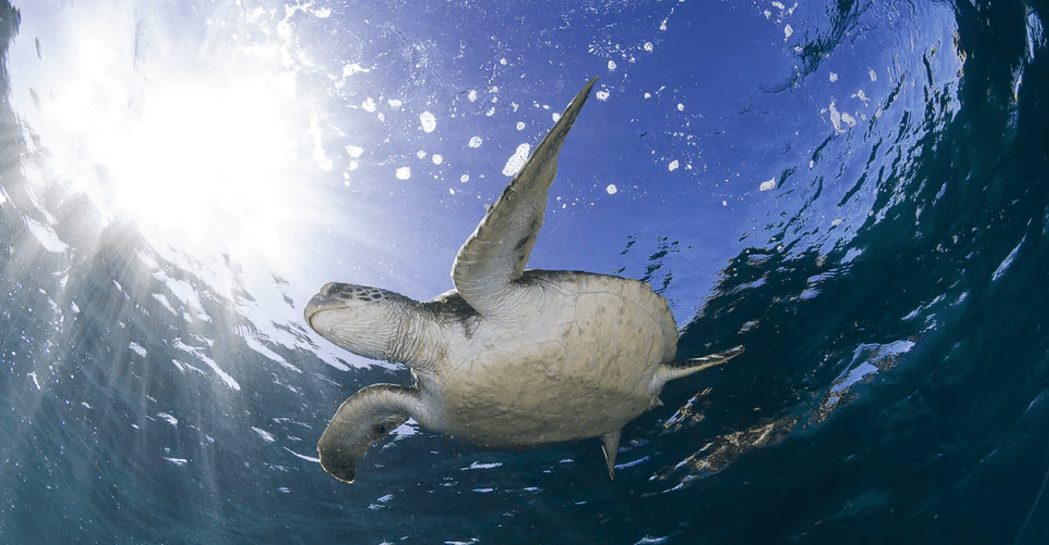 Byron Bay: Nguthungulli Julian Rocks Snorkeling Tour photo 5