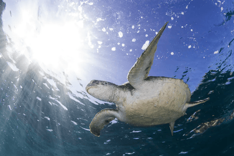 Byron Bay: Nguthungulli Julian Rocks Snorkeling Tour