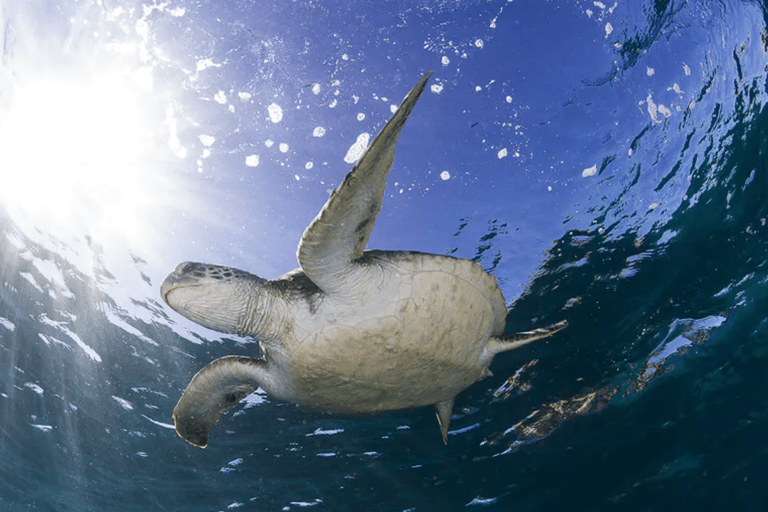Byron Bay: Nguthungulli Julian Rocks Snorkeling Tour