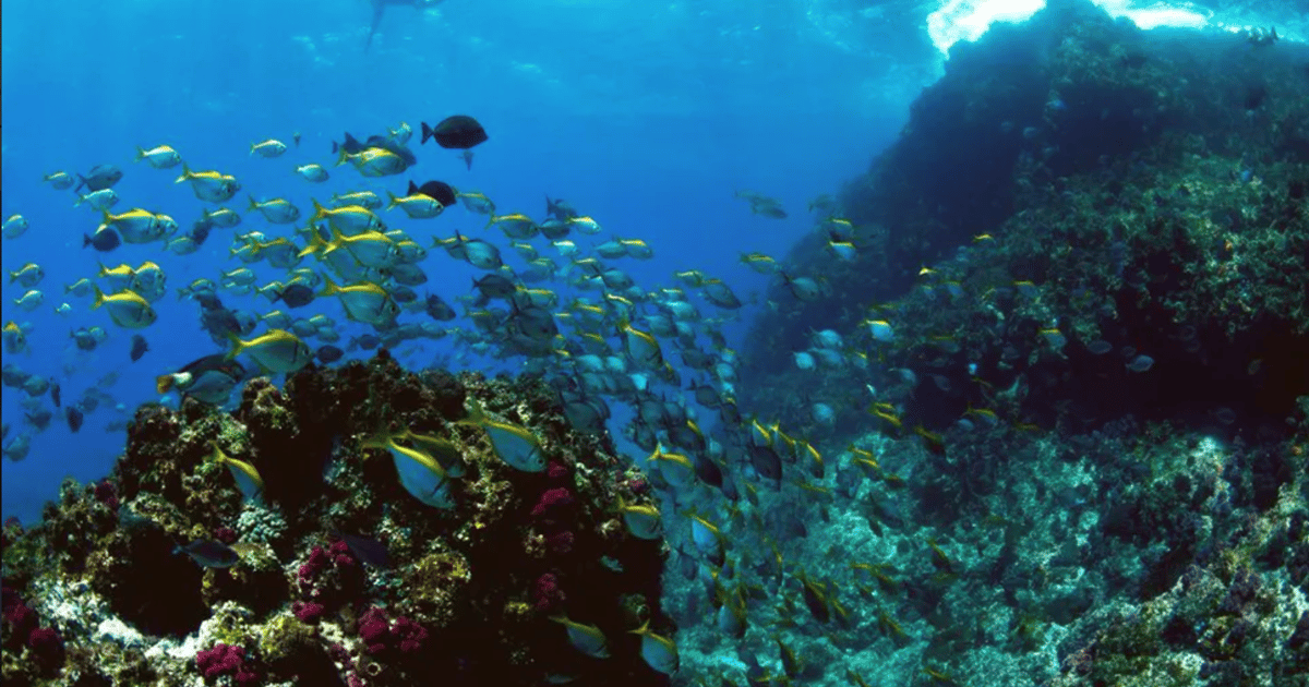 Byron Bay: Nguthungulli Julian Rocks Snorkeling Tour | GetYourGuide