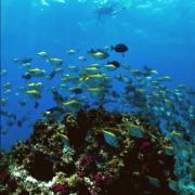 Byron Bay: Nguthungulli Julian Rocks Snorkeling Tour