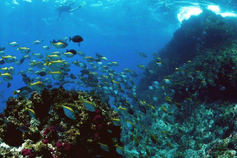 Byron Bay: Nguthungulli Julian Rocks Snorkeling Tour