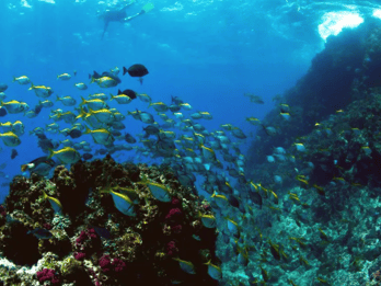 Byron Bay: Nguthungulli Julian Rocks Snorkeling Tour