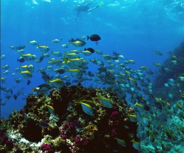 Byron Bay: Snorkelling tour at Nguthungulli Julian Rocks