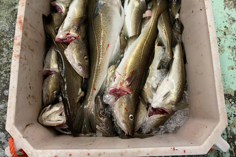 Hauganes: Baccala Factory Tour with Shark tasting