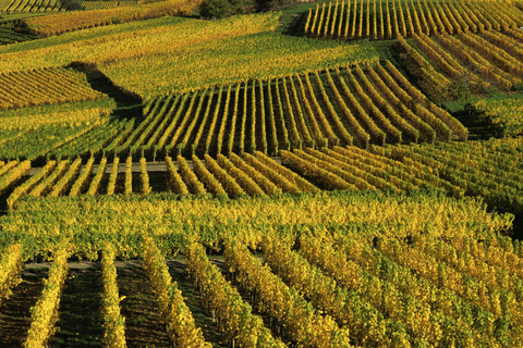 Wine tour of the Alsace wine route