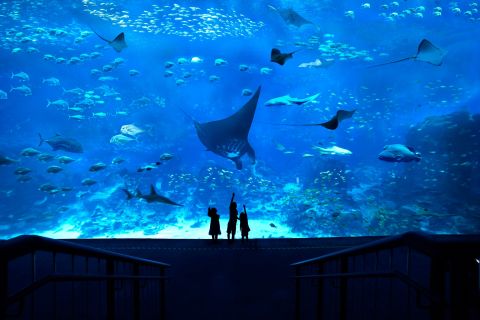 Сингапур: входной билет в аквариум S.E.A.