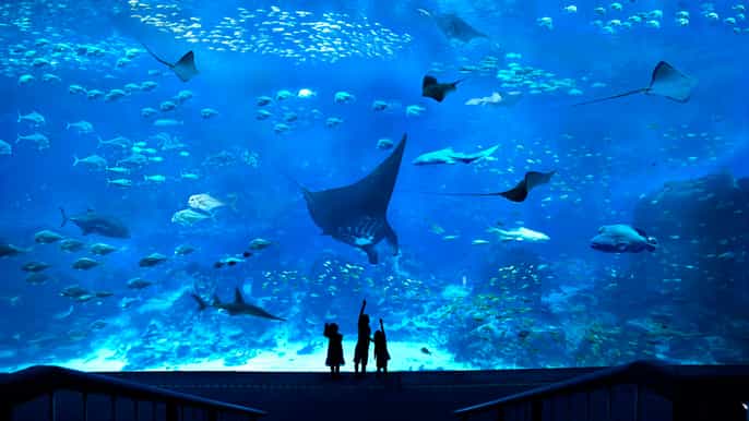 singapore s.e.a. aquarium entrance ticket