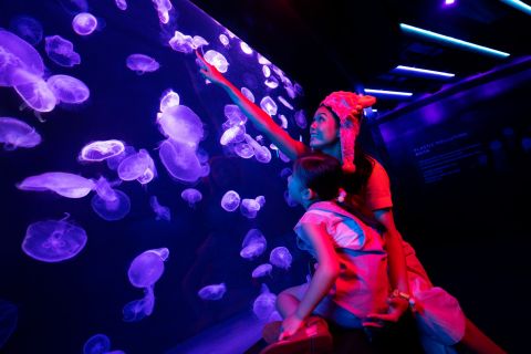 Singapur: ticket de acceso al S.E.A Aquarium