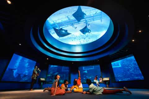 Singapore: S.E.A. Aquarium Entrance Ticket