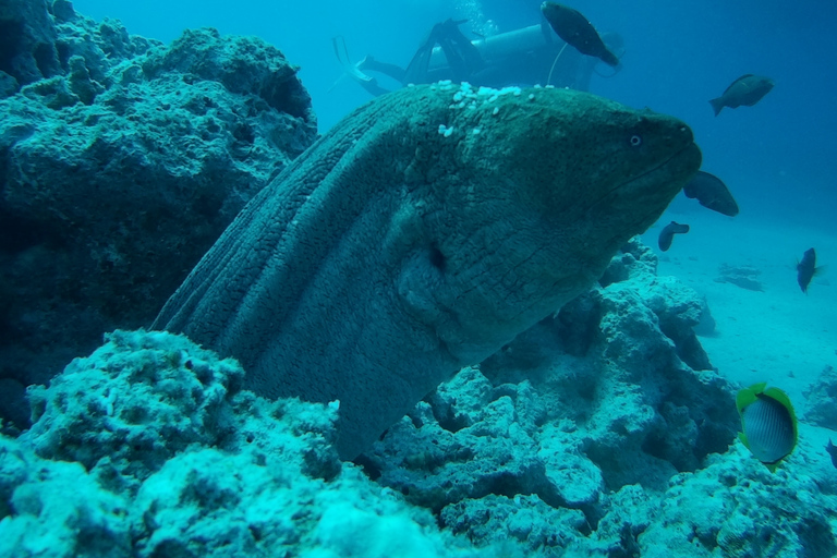 Hurghada: Lyxig kryssningstur till Orange Bay med lunchFrån Hurghada