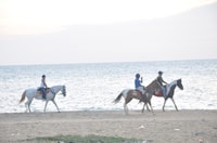 Équitation d'une demi-journée dans l'est - Housity