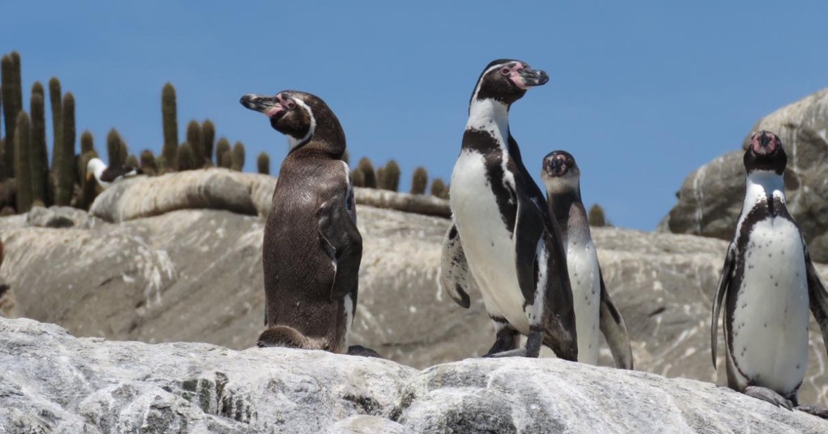 Santiago: Trésors du Pacifique, Pingouins et Alpagas - Santiago ...