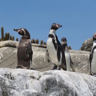 Chilean Treasures: Penguins and Alpacas Private Tour