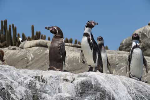 Chilean Treasures: Penguins and Alpacas Private Tour