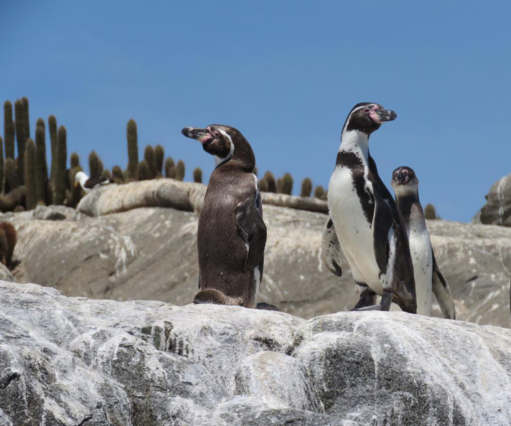 Chilean Treasures: Penguins and Alpacas Private Tour
