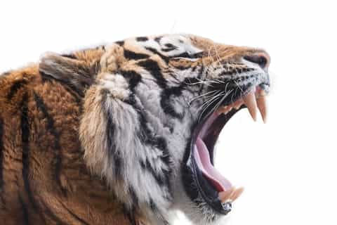 The Big Cat Murder Mystery Online Experience