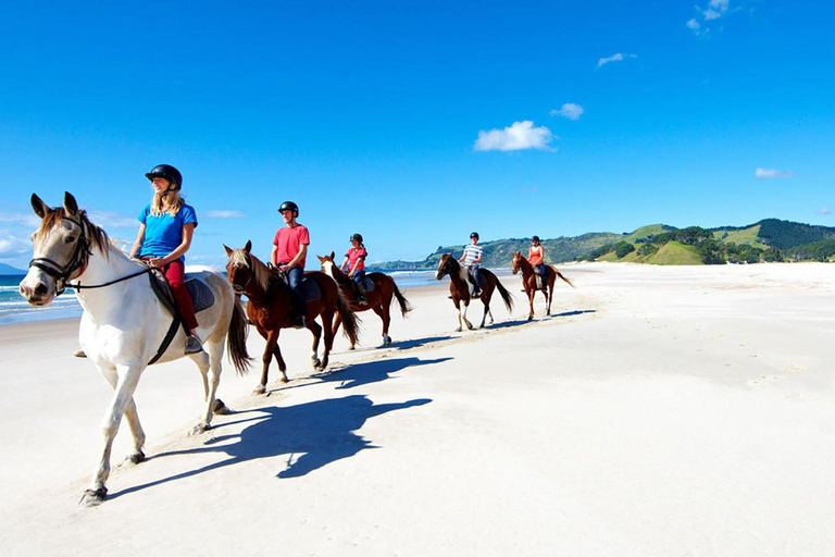 Paardrijden, wijnproeven &amp; kunstroute privétour
