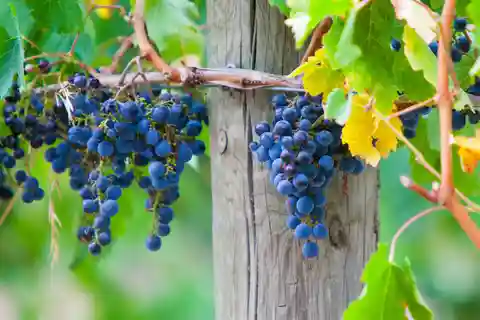 From Melbourne: Mornington Peninsula Private Winery Tour