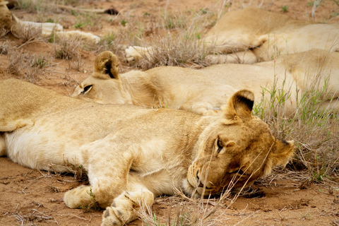 Safari compartido de 3 días por Tanzania