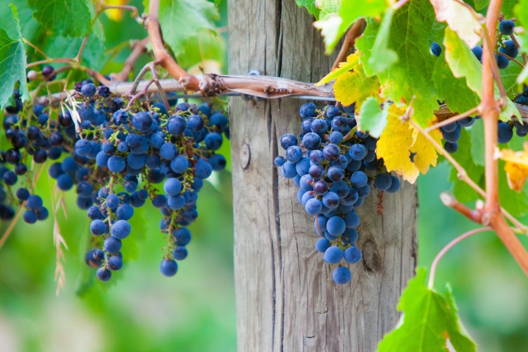 Mornington Peninsula Winery Bustour mit Mittagessen und Wein