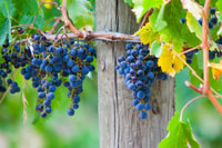 Yarra Valley, Bus Wine Tour with Lunch and a Glass of Wine - Housity