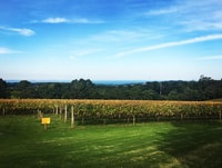 Yarra Valley, Bus Wine Tour with Lunch and a Glass of Wine - Housity