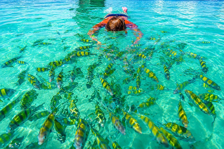 From Krabi: Phi Phi, Maya Bay & Bamboo Island Speedboat Tour