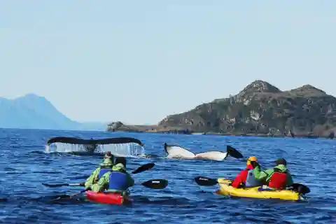 Punta Arenas: Kayak con ballenas, leones marinos y más