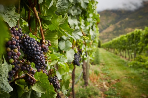 Boutique Winery Half-Day Tour & Vineyard Platter-Style Lunch Jet Boat Ride & Boutique Wine Tour