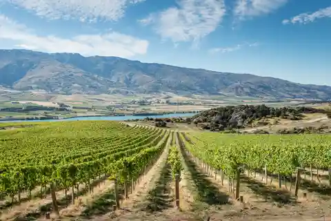 Boutique Winery Half-Day Tour & Vineyard Platter-Style Lunch