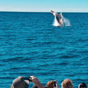 Mooloolaba: Whale Watching Cruise
