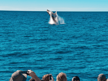 Mooloolaba: Whale Watching Cruise