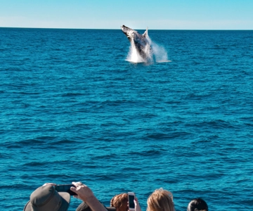 Mooloolaba: Whale Watching Cruise