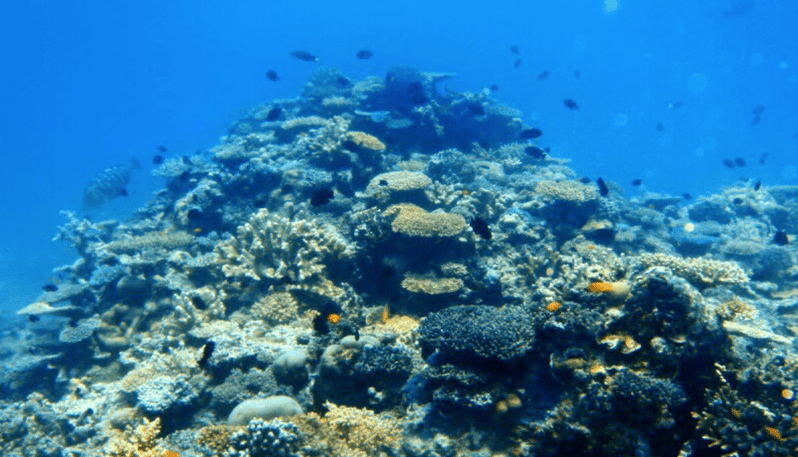 Mooloolaba: Mudjimba Island Snorkeling Cruise | GetYourGuide